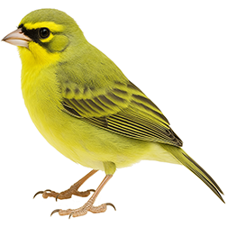 Green Singing Finch